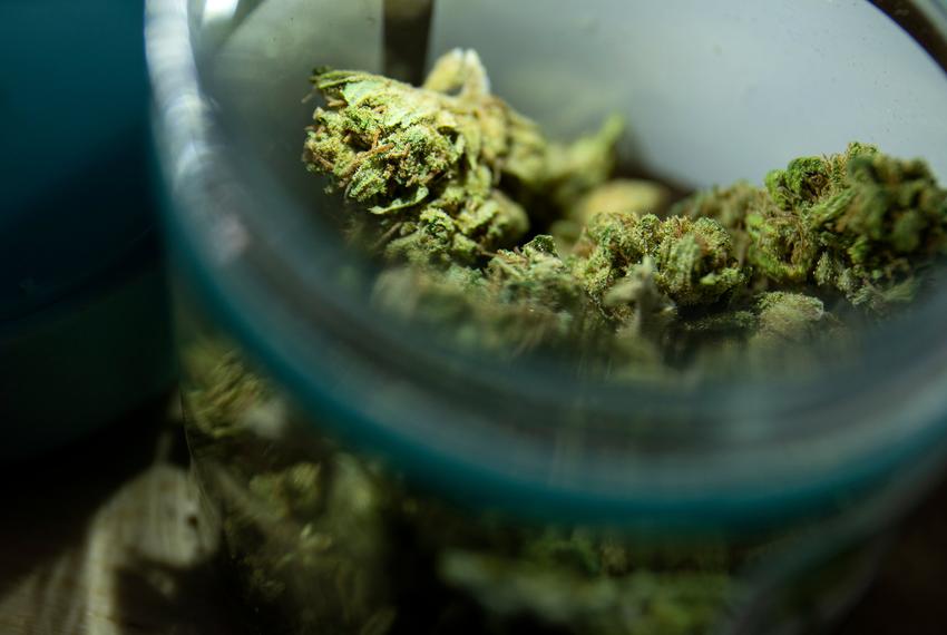 A container of dried hemp plant with leaves and stems on Jan. 23, 2020.